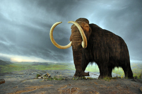 mammoth auction record 