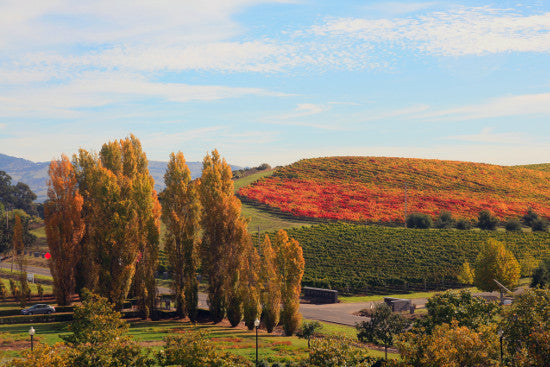 Napa Valley wine 