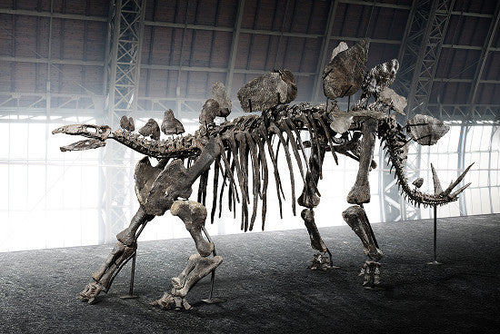 Stegosaurus Auctionata skeleton 
