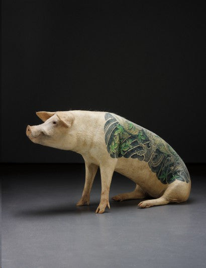 Wim Delvoye tattooed pig 