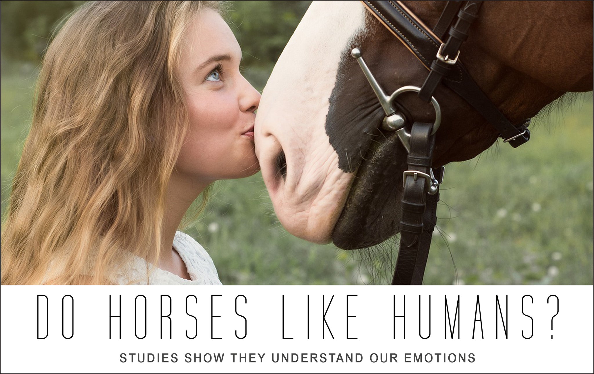 Do Horses Like Humans Studies Show That Horses Do Understand Our Emot Three Wild Horses