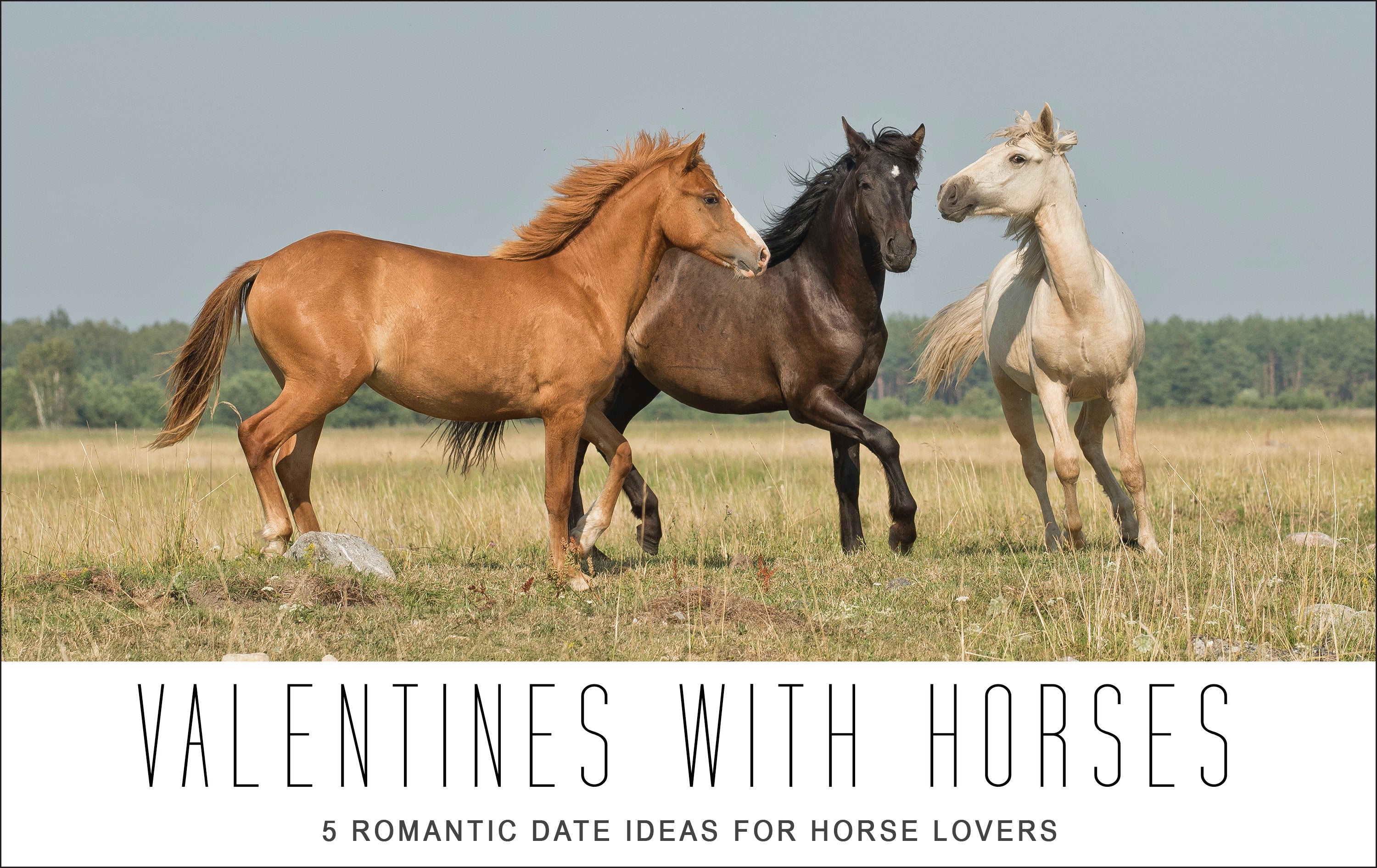 horses lovers dating