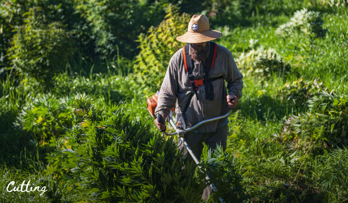 Mike Cutting Hemp Plants By Hand