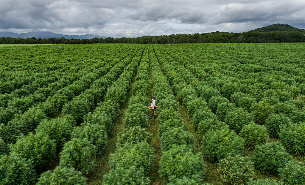 hemp field