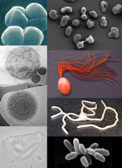 Images of various archaea