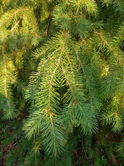 Douglas Fir