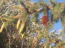 Fir Tree with Old and New Cones