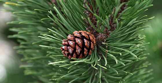 Leafy Place, Pine Tree with Cone