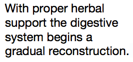 With proper herbal support the digestive system begins a gradual reconstruction.