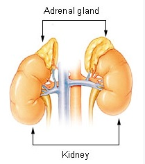 The adrenal glands sit atop the kidneys