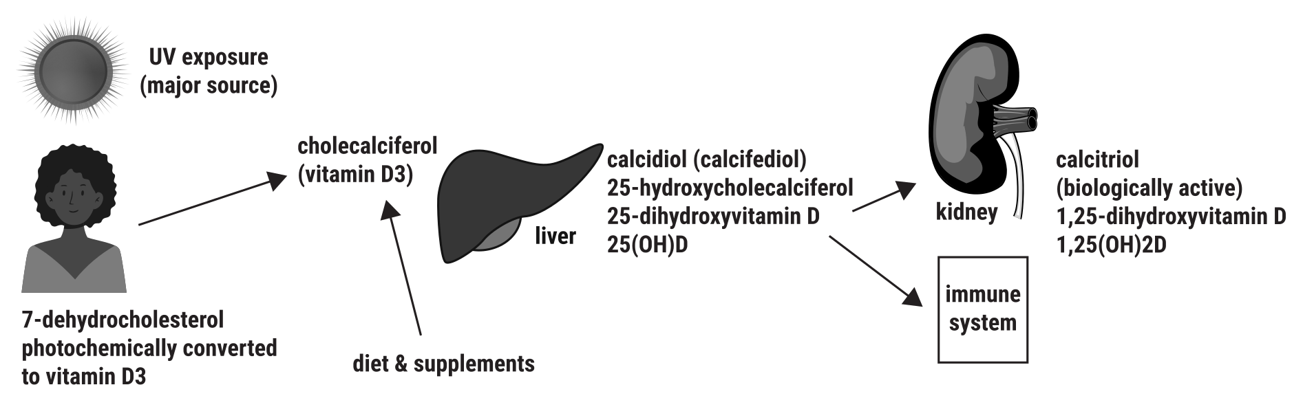 Synthesis of Vitamin D