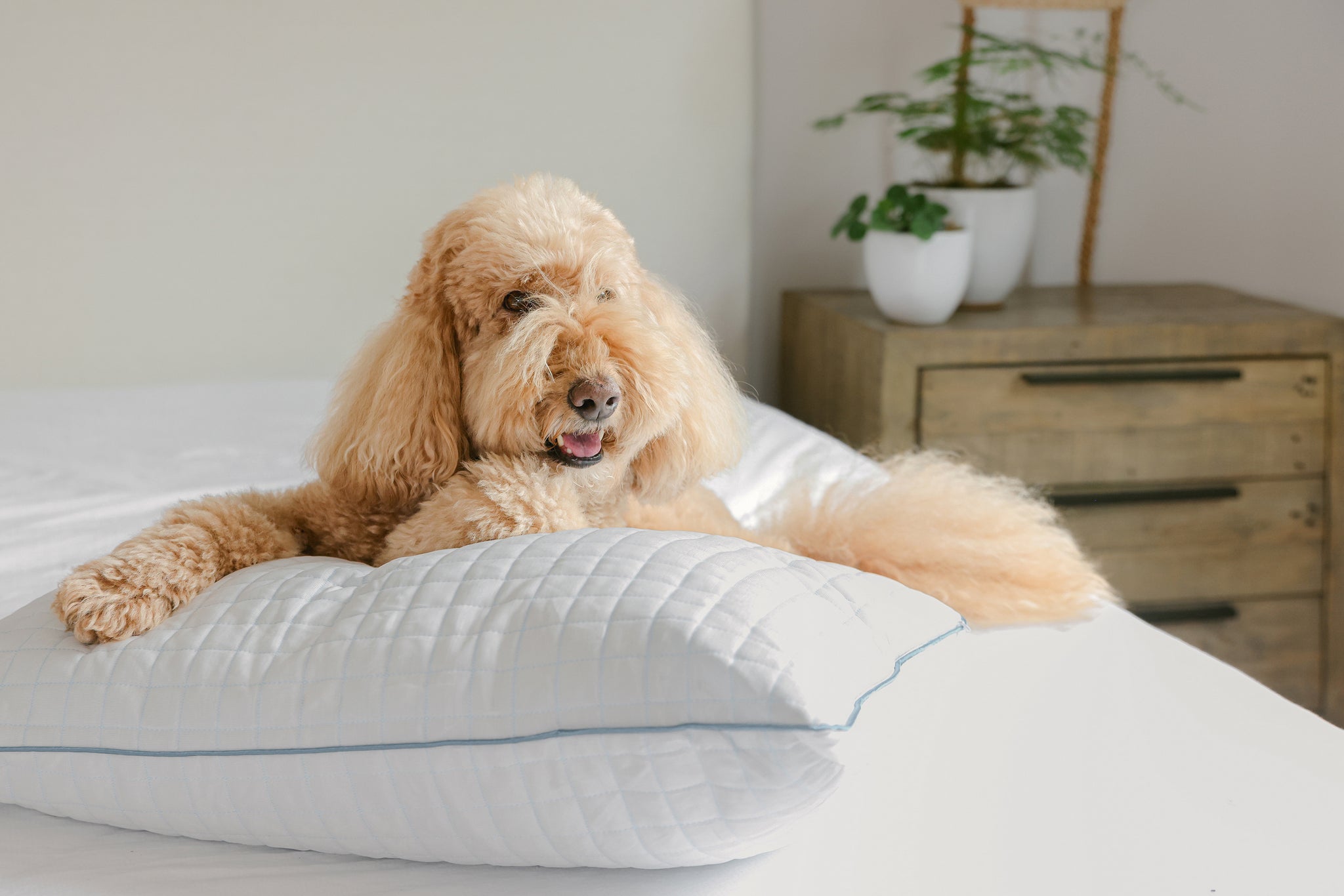 Bed with stylish pillow protectors