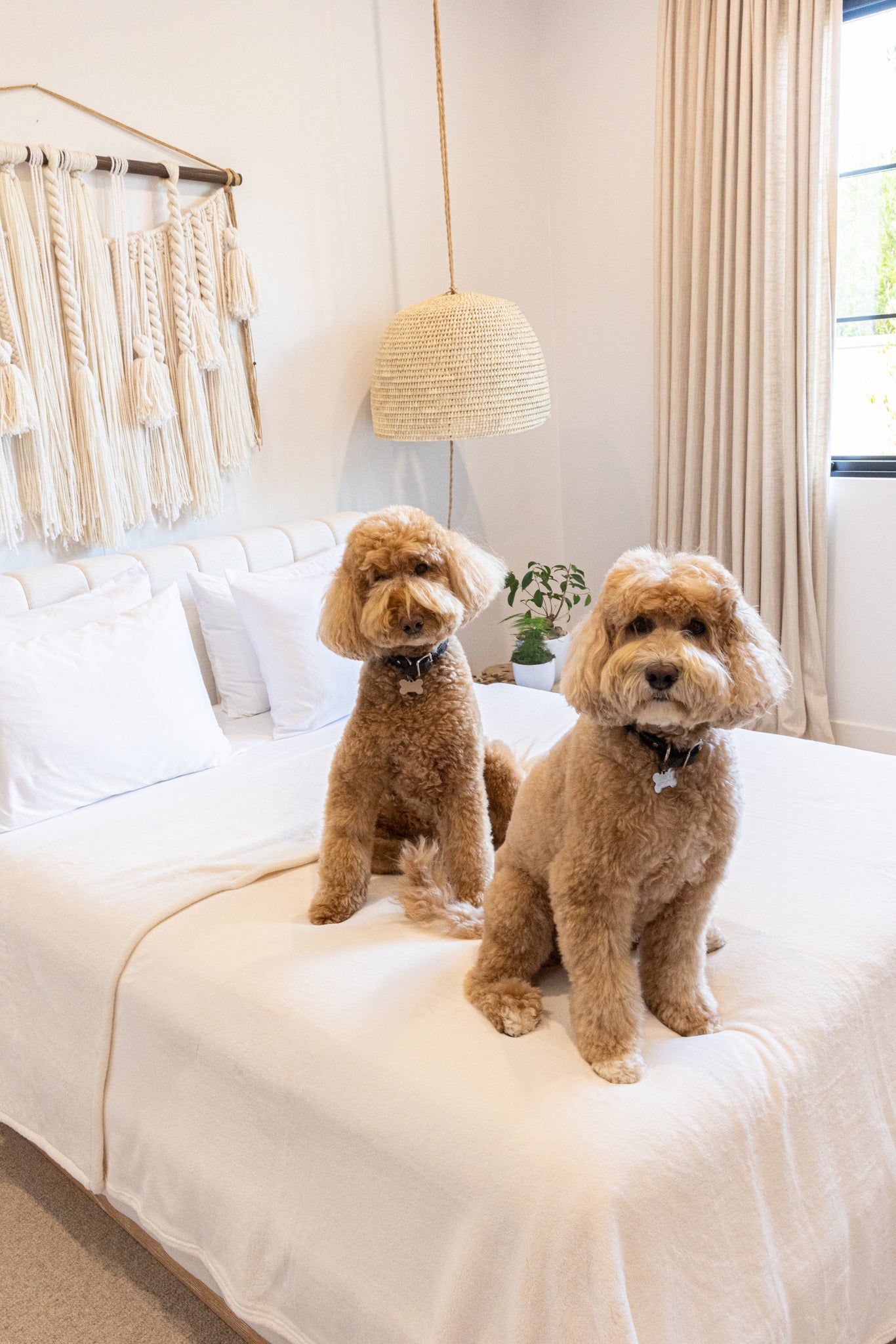 Maintaining a fresh and clean bed is essential for both comfort and hygiene