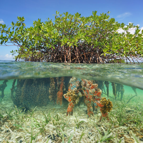 The Ocean Foundation's SeaGrass Grow Program