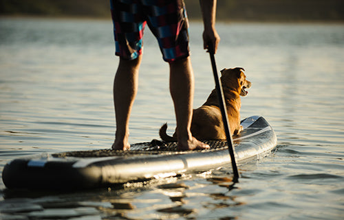 paddle boarding, active dogs