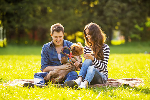 picnic, active dogs