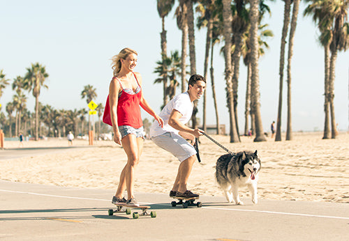 skateboarding, active dogs