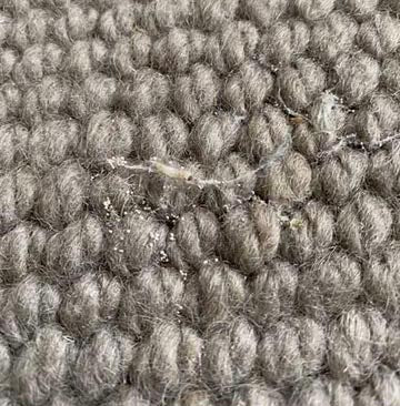 Cashmere moth holes