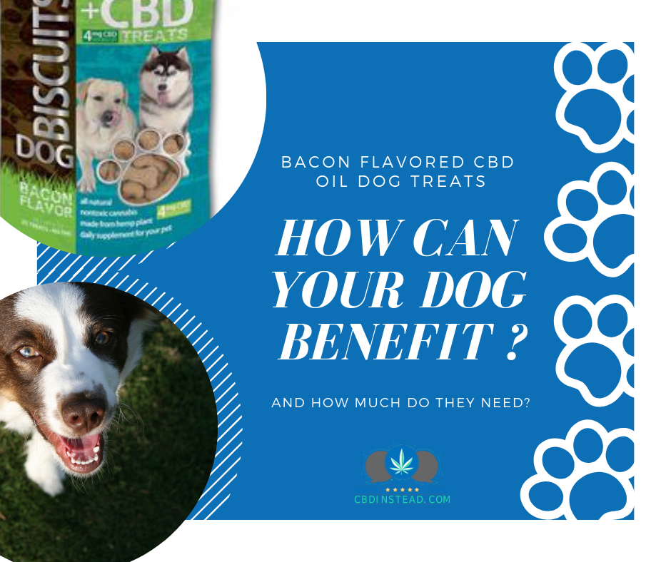 Bacon Flavored CBD Dog Treats: How Can Your Dog Benefit And How Much D ...