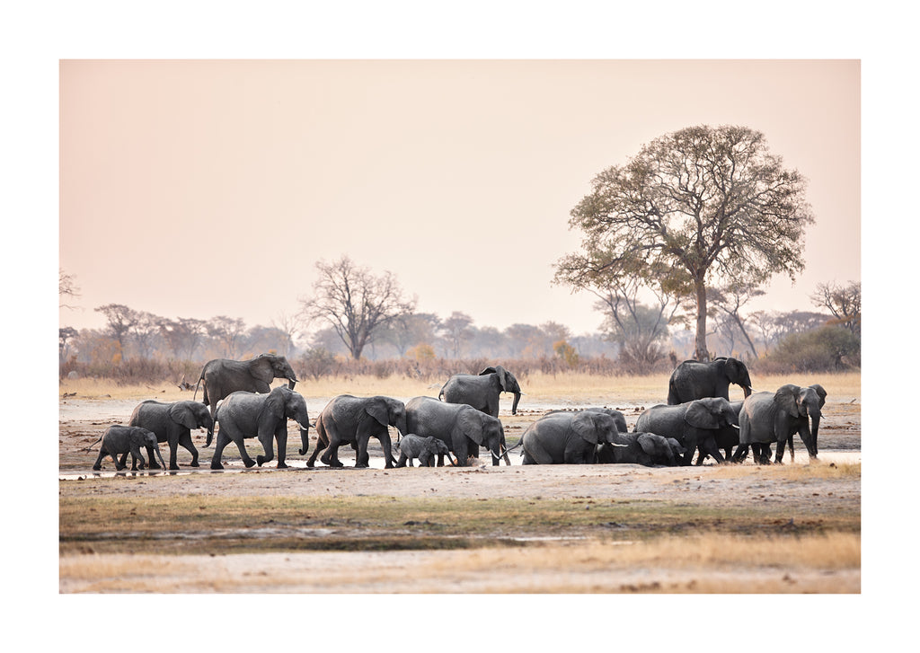 Herd of elephants in Zimbabwe by Stéphane Gautronneau