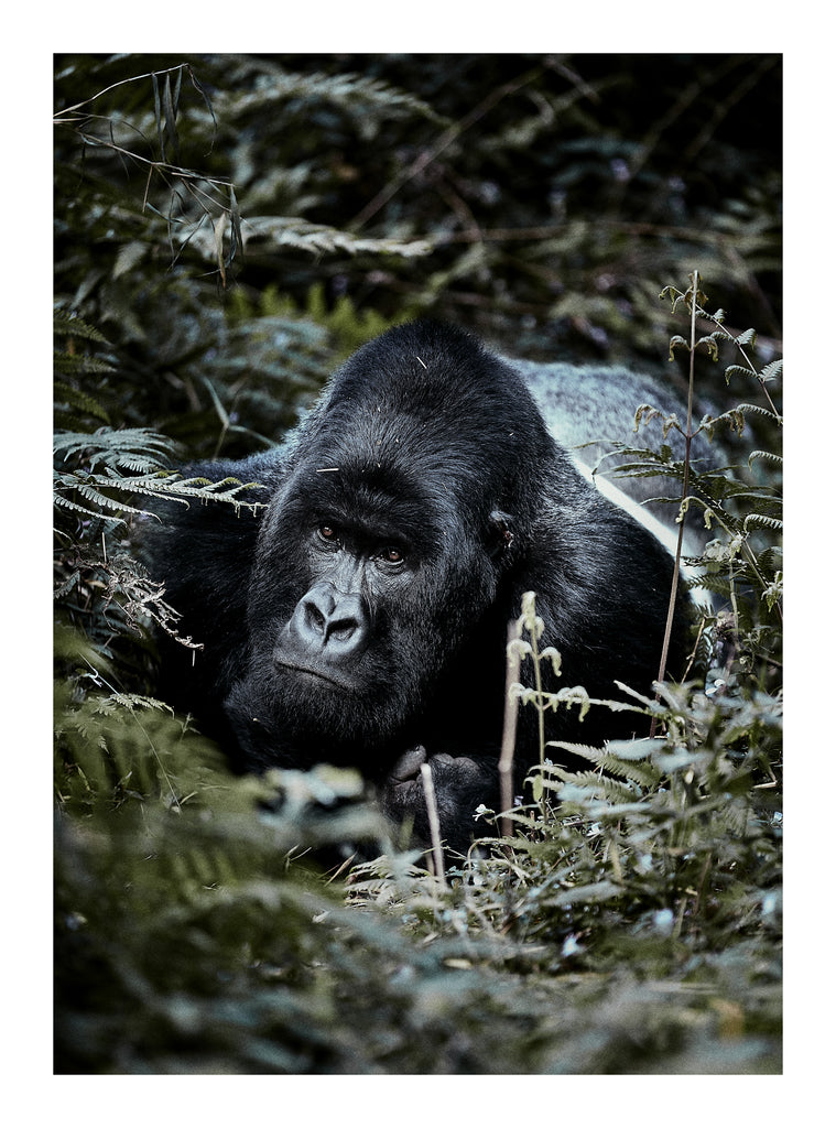 Guhonda the oldest mountain gorilla in Virunga mountains, Rwanda. by Stéphane Gautronneau