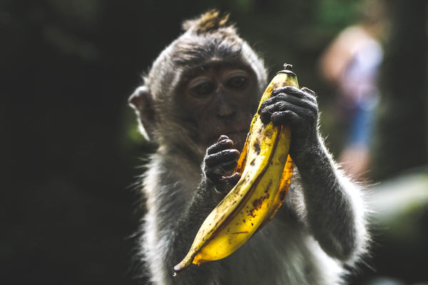 Monkey peeling a banana 