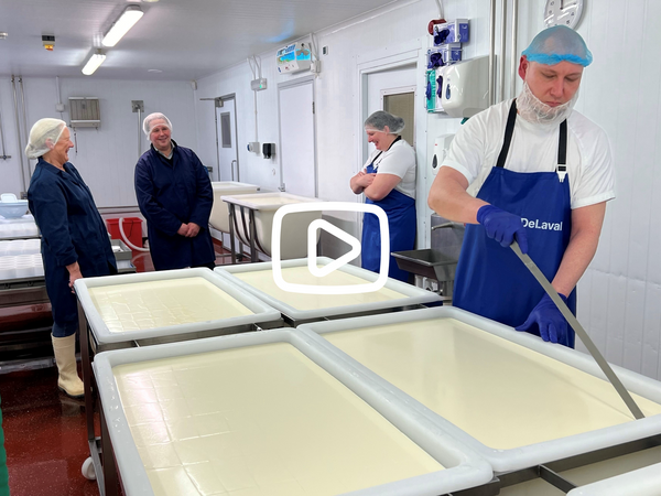 Watching the cheese making process at Hampshire Cheese Company