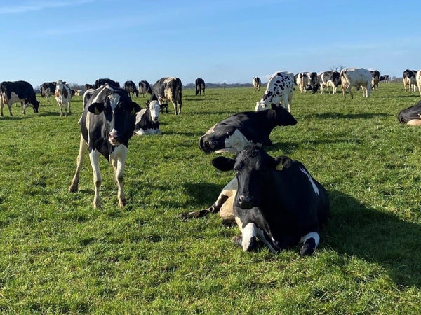 Cows in the fields