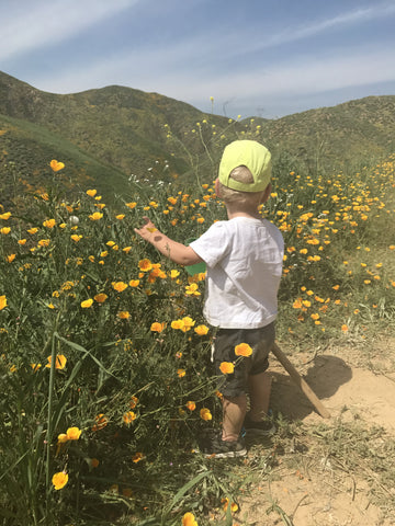 Wildflowers visible during the California 2017 Superbloom.