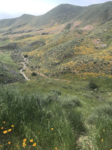 An image of Walker Canyon, near Lake Elsinore, California, where you can witness California's Super Bloom of wildflowers only an hour from San Diego.