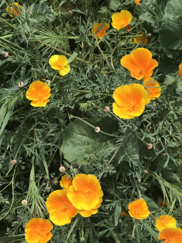 California poppies in the 2017 superbloom.