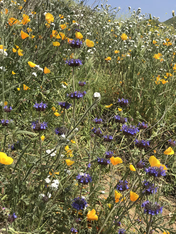 Wildflowers in the southern California superbloom.