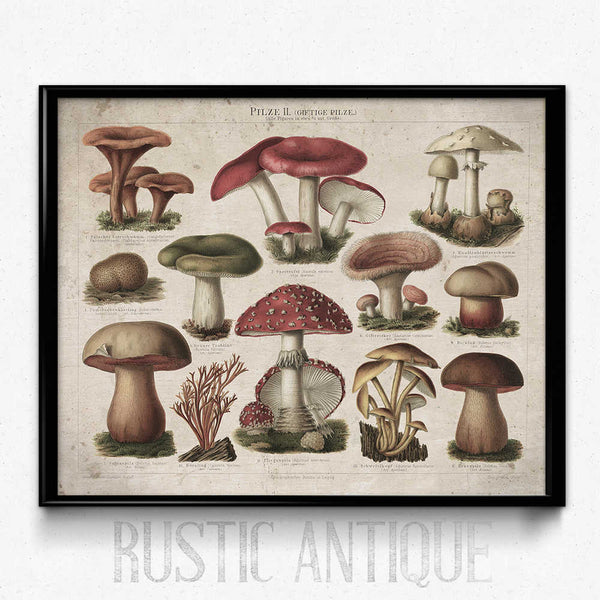 Mushroom Vintage Print 11 - Poisonous Mushrooms | Orion Wells