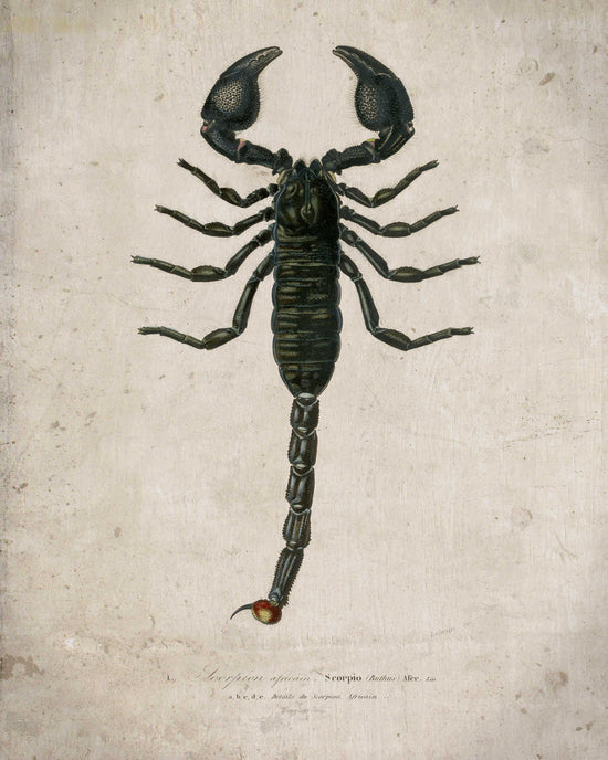 scorpion scientific illustration