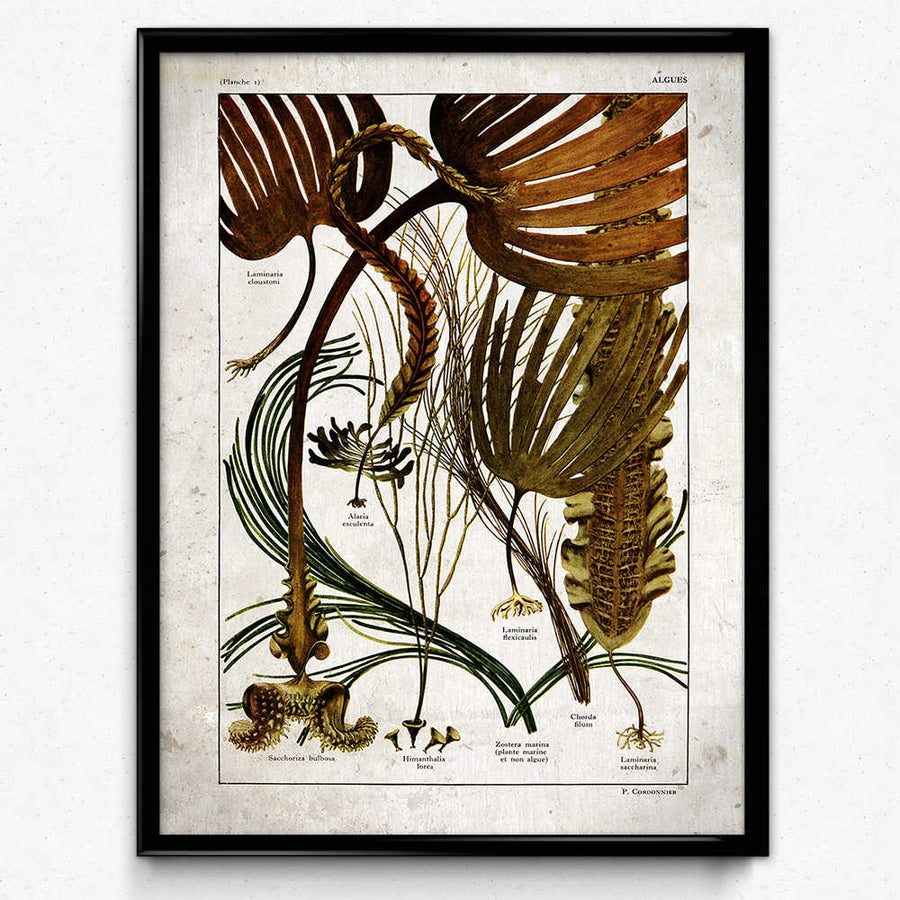 Sea Ferns Vintage Print 3 - Orion Wells