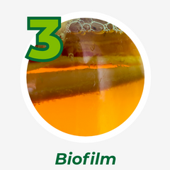A close up of gross orange water and a thick layer of biofilm. This image is in a circle in the center, and there is a green number three in the top left of the circle. Underneath it says "Biofilm".