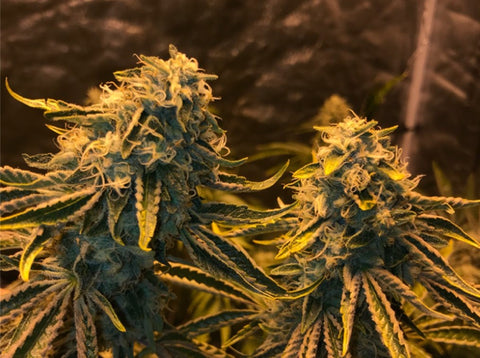 Two Sour Diesel cannabis plants under a grow light