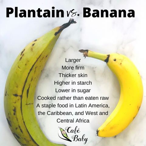 Plantain Versus Banana