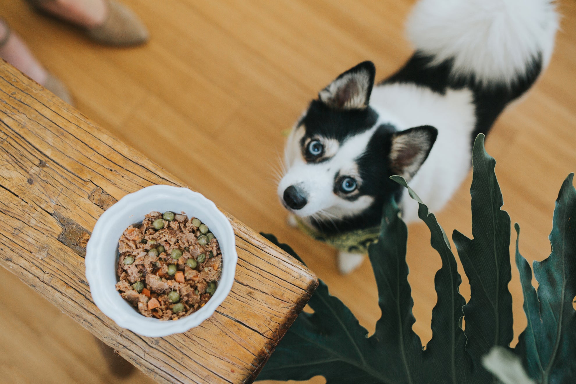 how do you feed a puppy raw meat