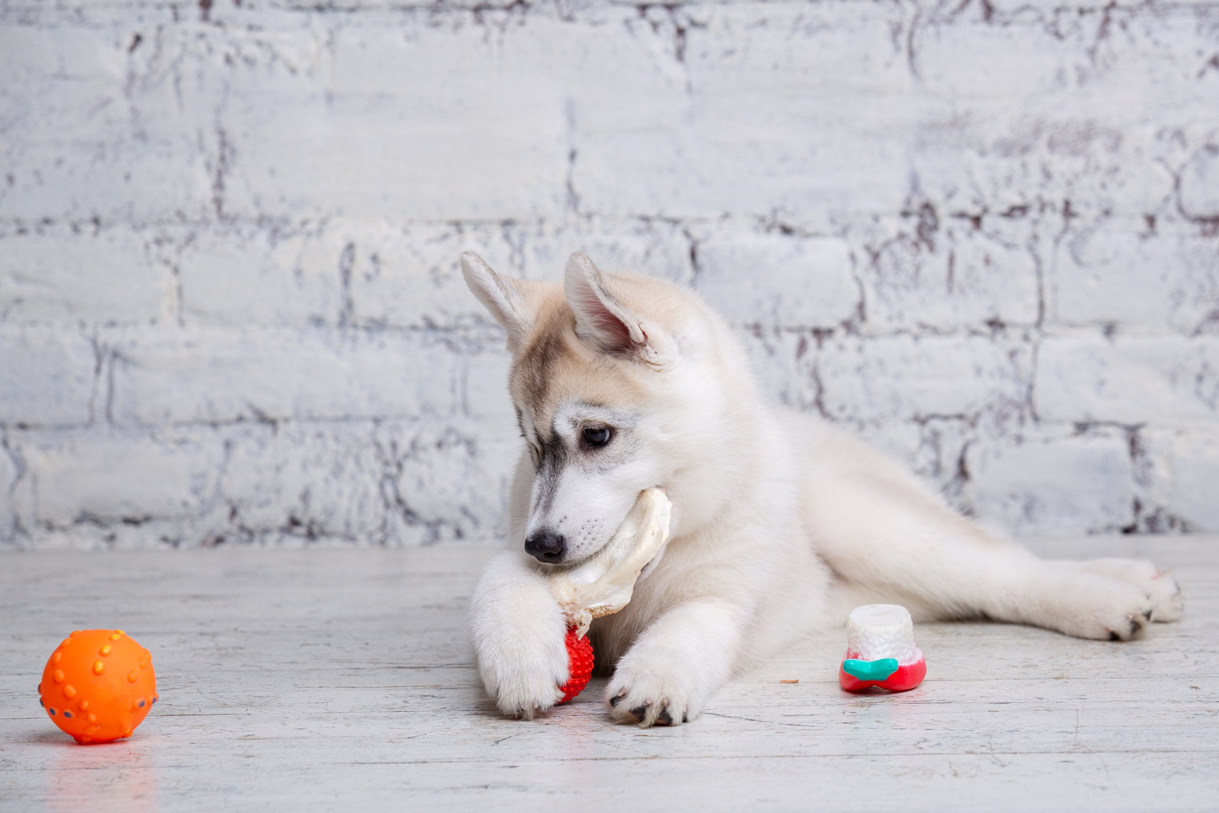 are rawhides bad for your dogs