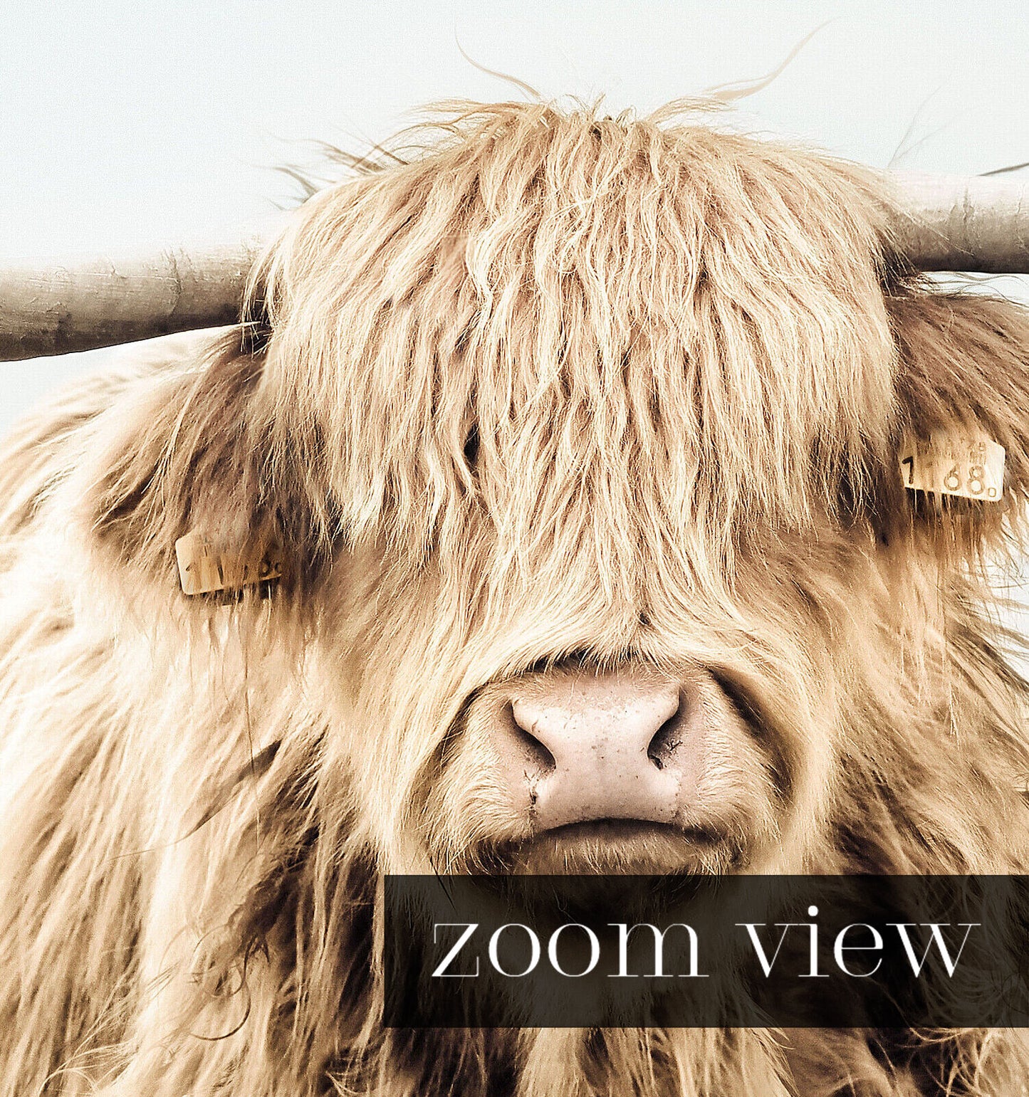 Highland Cow No. 3 with Background