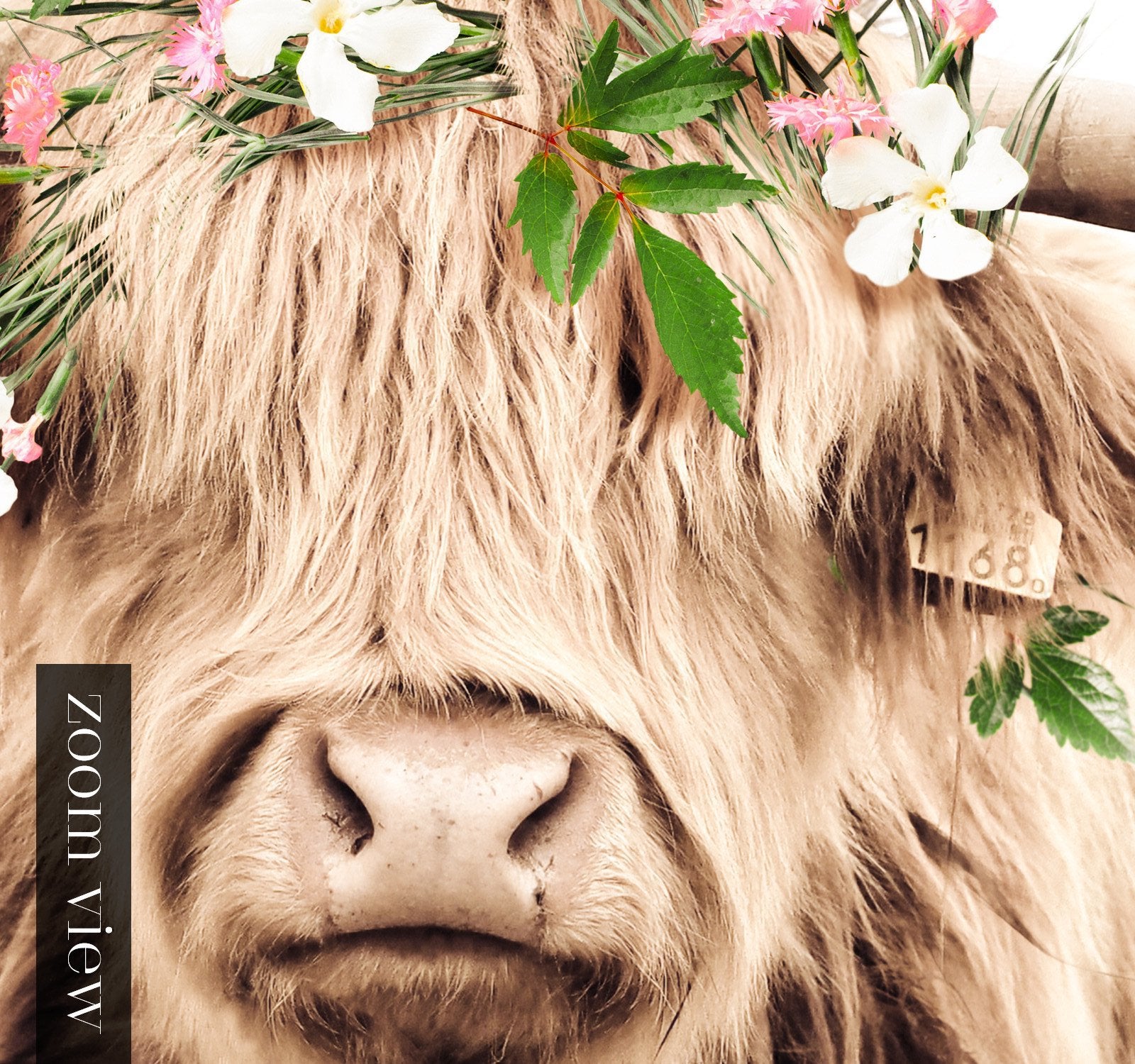 iphone highland cow wallpaper