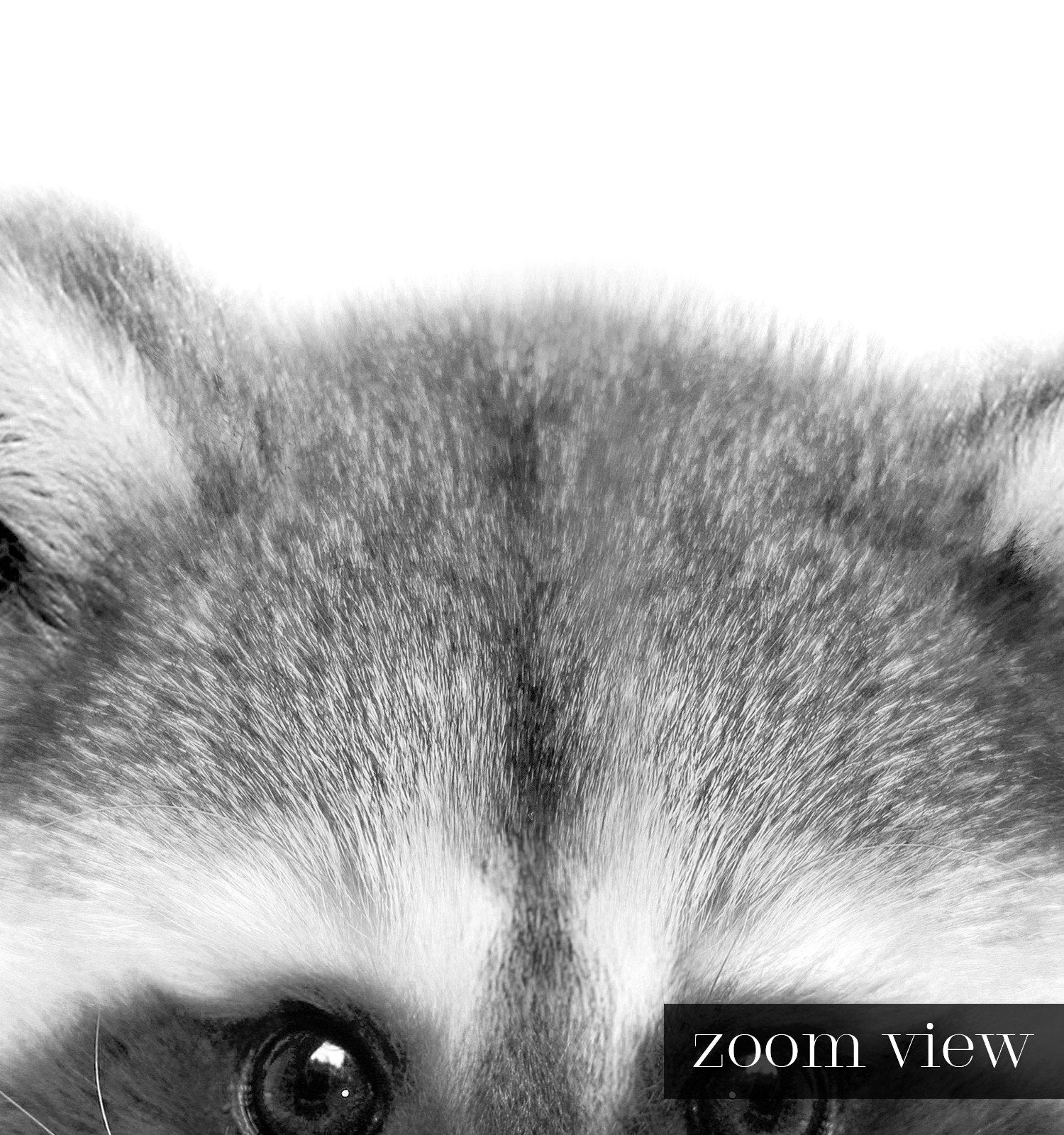 Baby Raccoon Black and White Print
