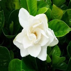 Gardenia 'Magnifica' – Quality Plants Online