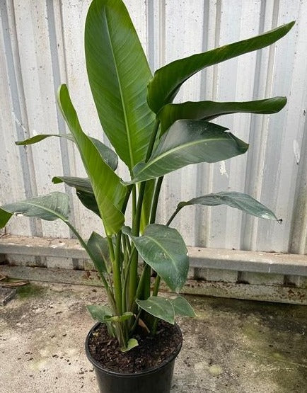 Strelitzia Nicolai 'Giant Bird of Paradise' – Quality Plants Online