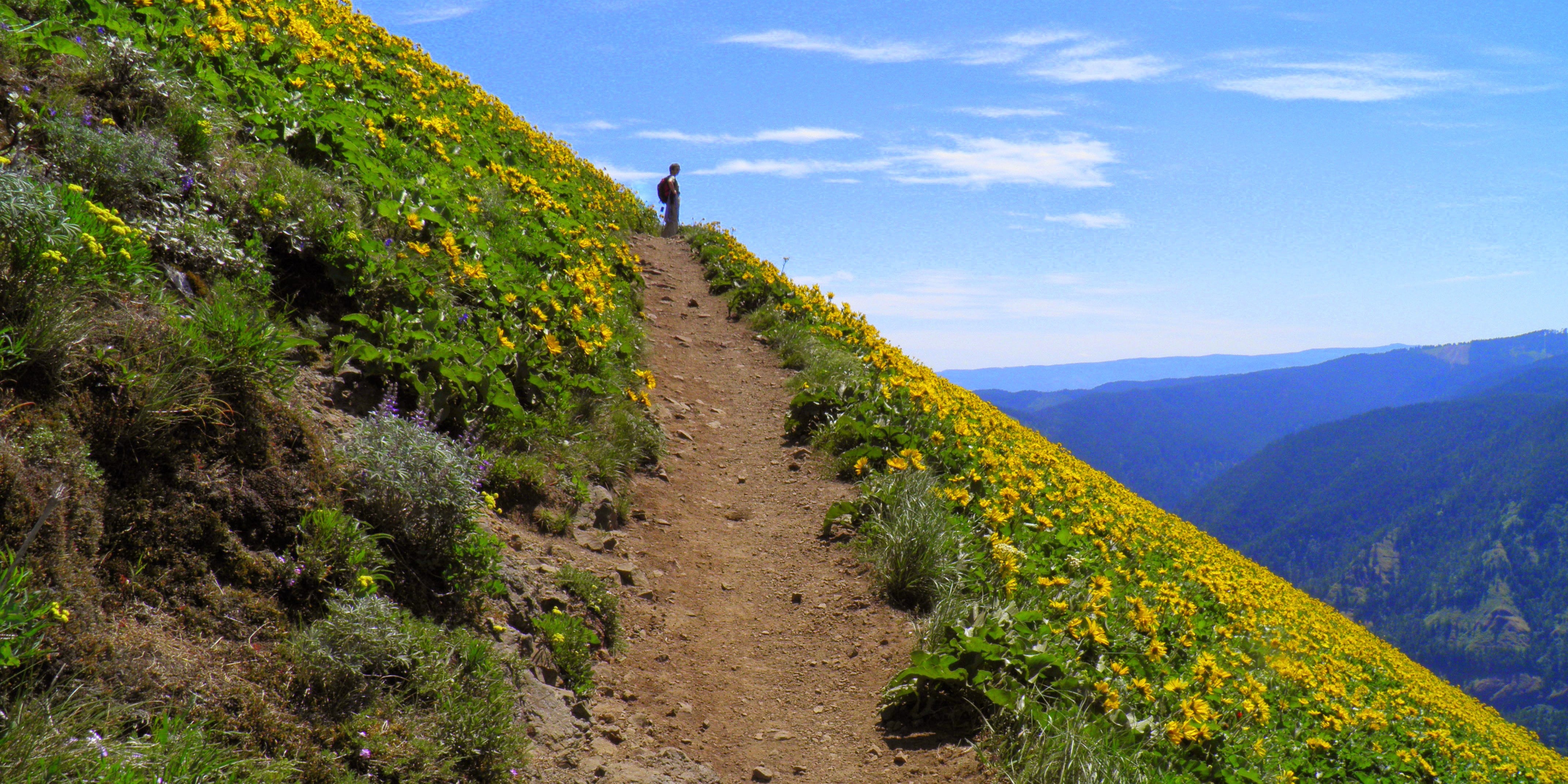 Dog Mountain Trail, Washington