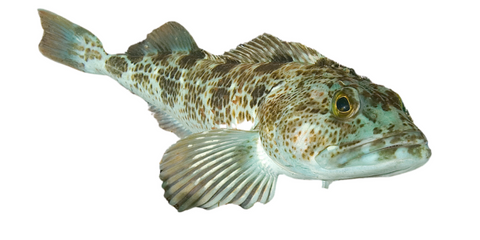 Lingcod