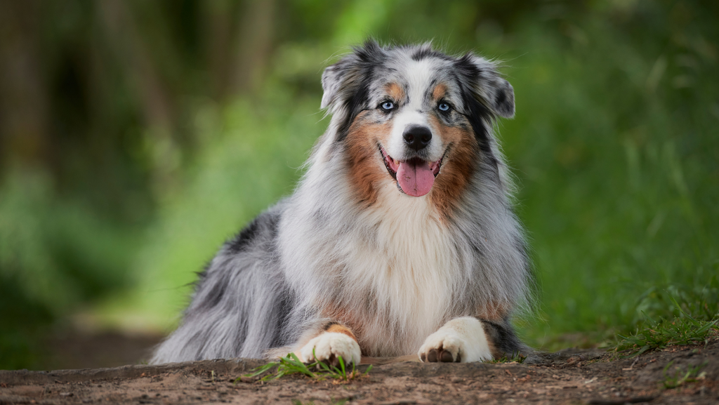 are pup peroni treats bad for dogs