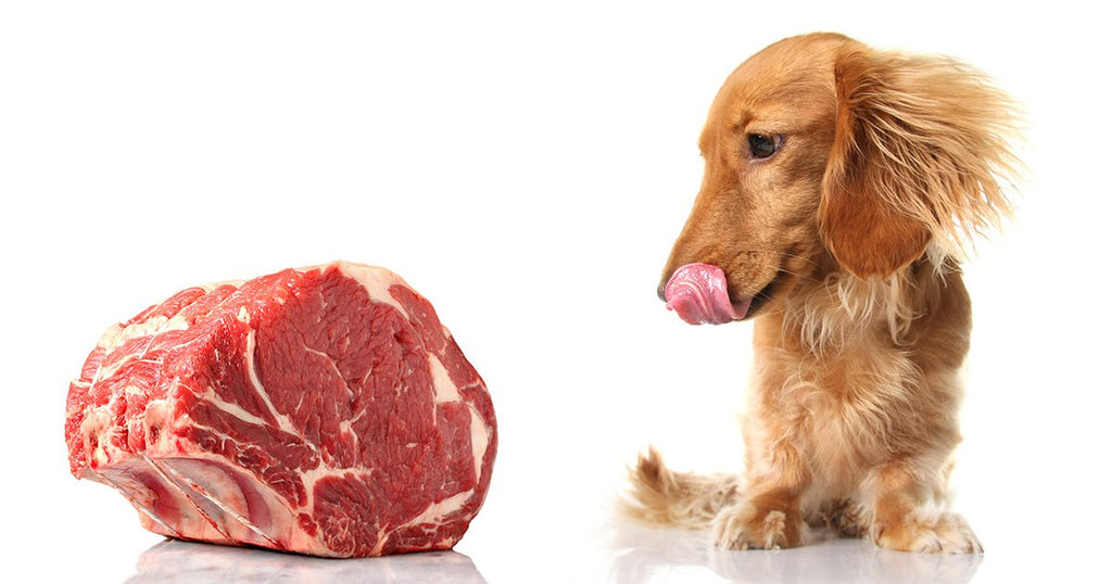 how much organ meat should i feed my dog