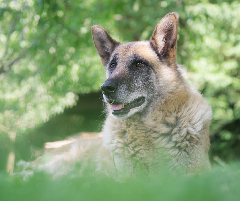 can food for older dogs